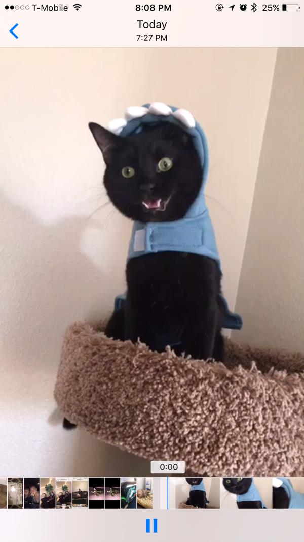 /Images/uploads/Humane Society of Utah/HSU2018/entries/4152thumb.jpg